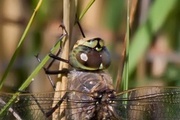 Kay: Australian Emperor Dragonfly